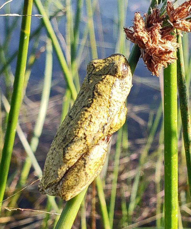  Angolan Reed Frog