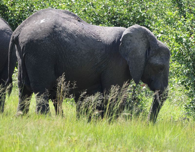  African Savanna Elephant
