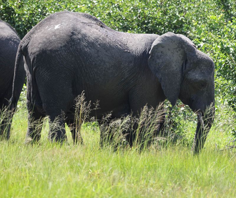  African Savanna Elephant