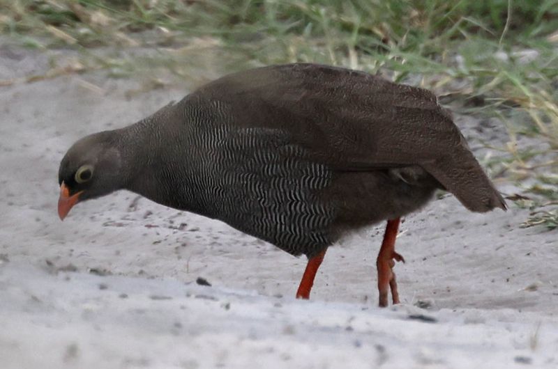  Red-billed Spurfowl