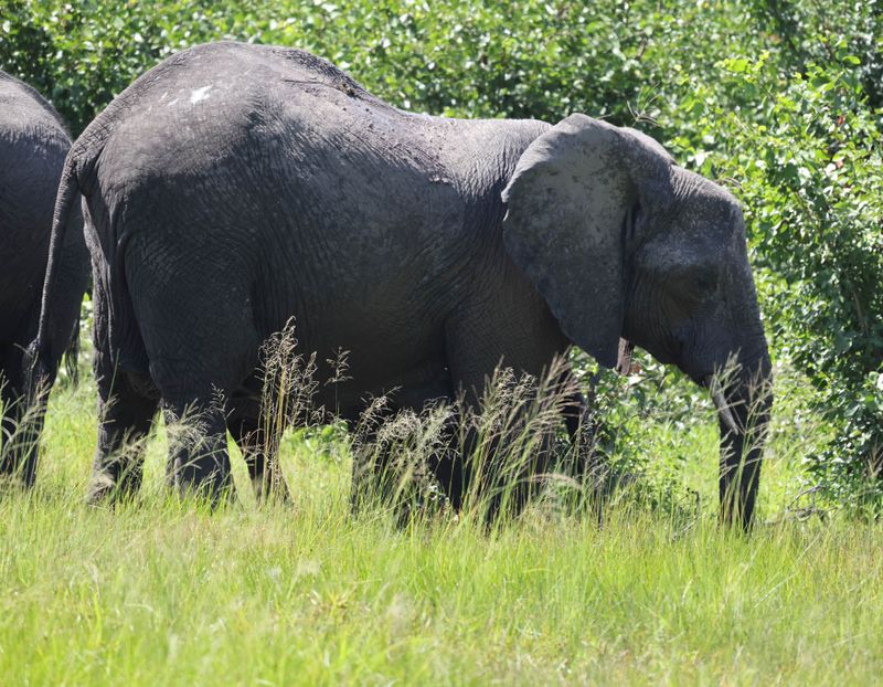  African Savanna Elephant