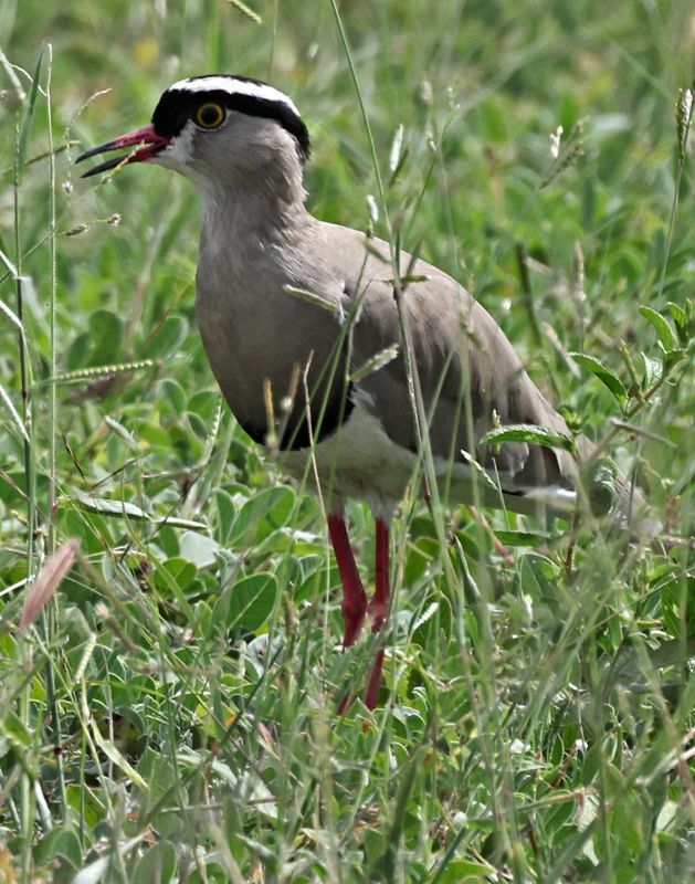  Crowned Lapwing