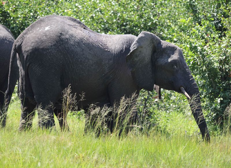  African Savanna Elephant