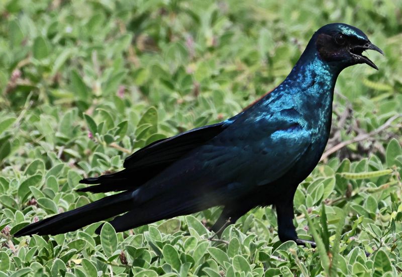  Burchell's Starling