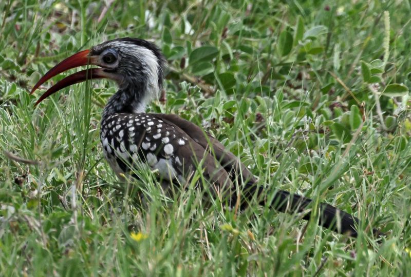  Southern Red-billed Hornbill