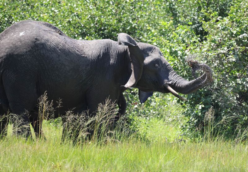  African Savanna Elephant