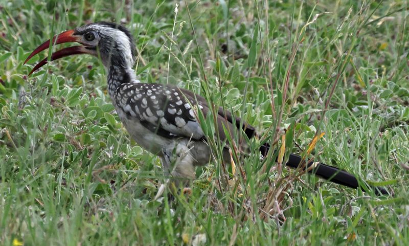  Southern Red-billed Hornbill 