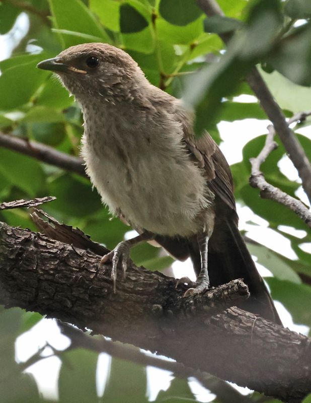  Arrow-marked Babbler