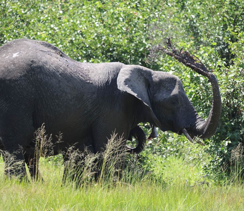  African Savanna Elephant