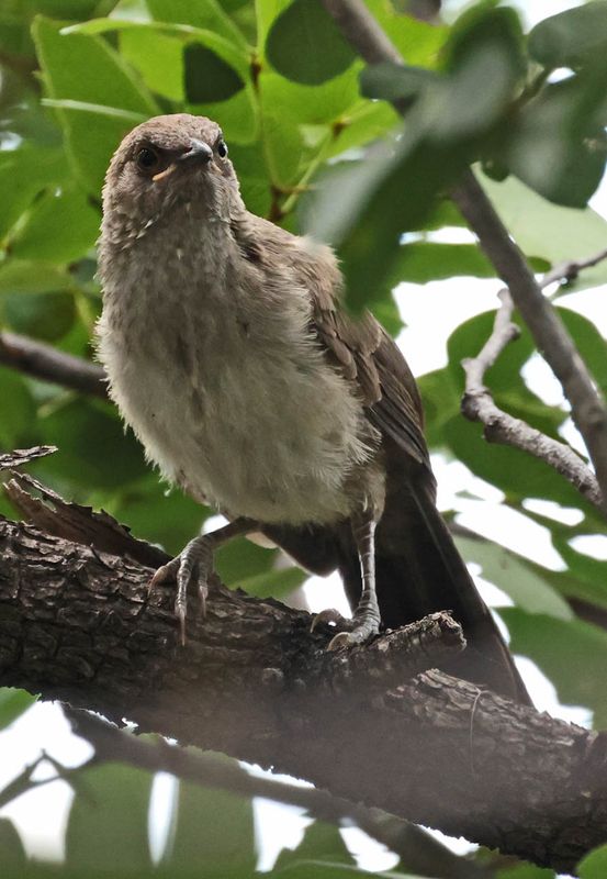  Arrow-marked Babbler