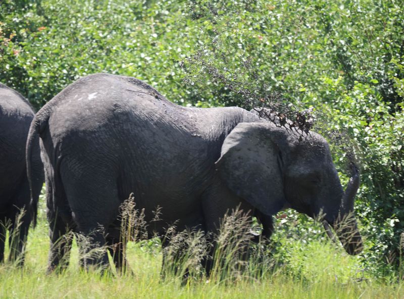  African Savanna Elephant