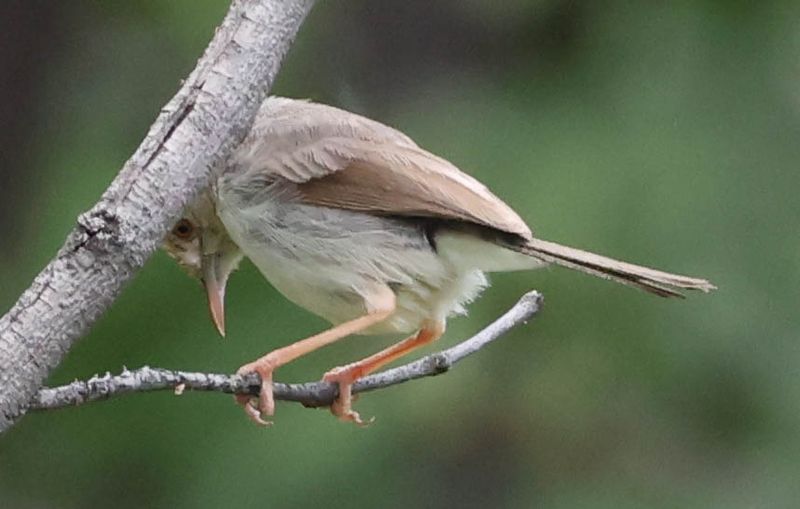  Cisticola