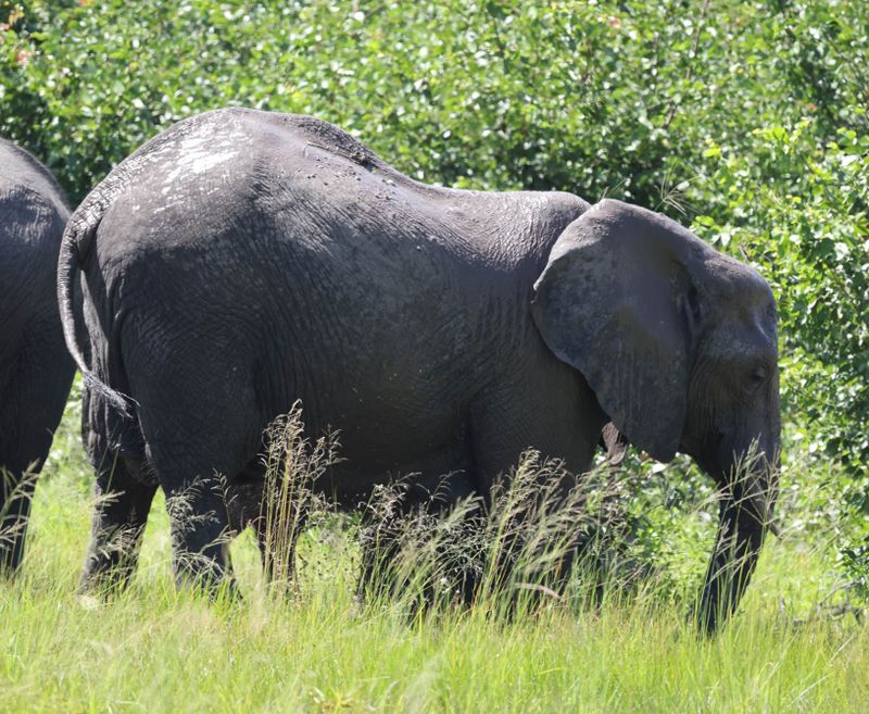  African Savanna Elephant