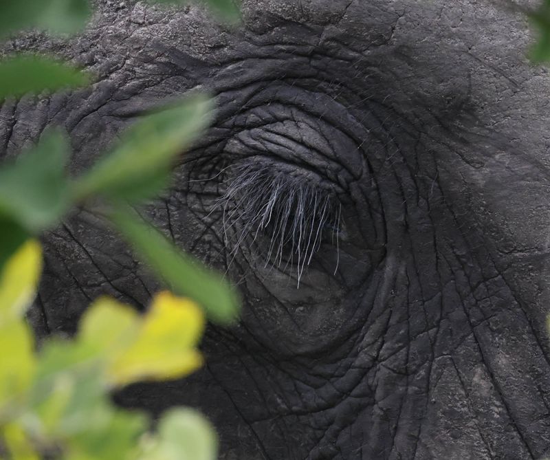  African Savanna Elephant