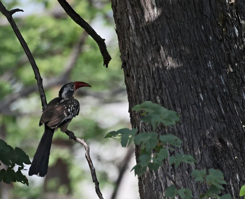  Southern Red-billed Hornbill