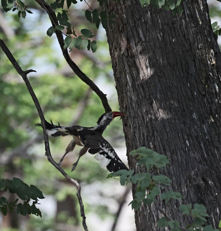  Southern Red-billed Hornbill