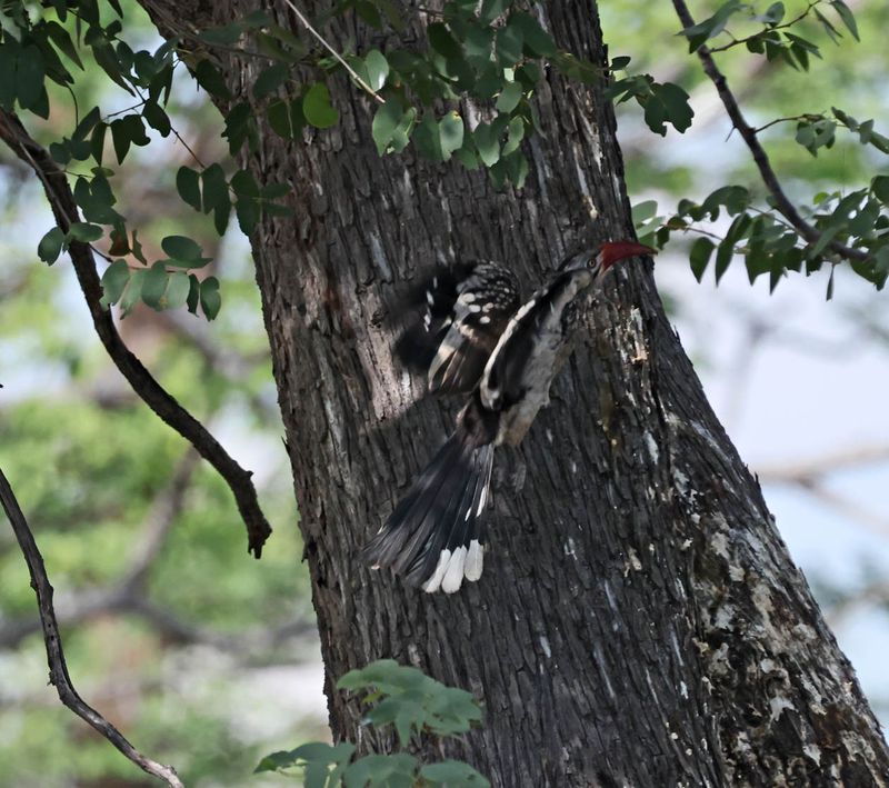   Southern Red-billed Hornbill
