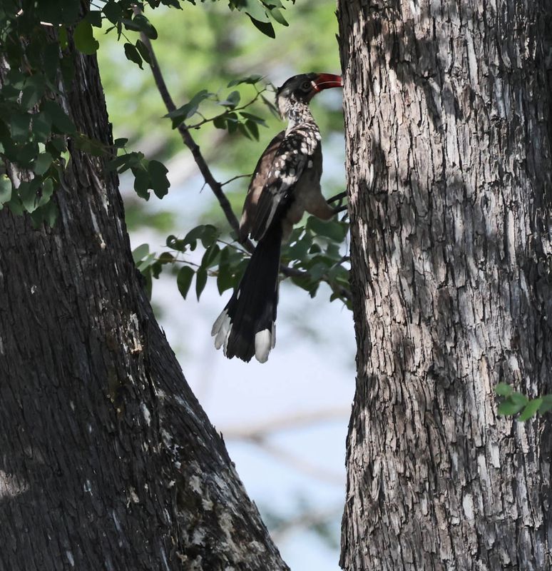  Southern Red-billed Hornbill