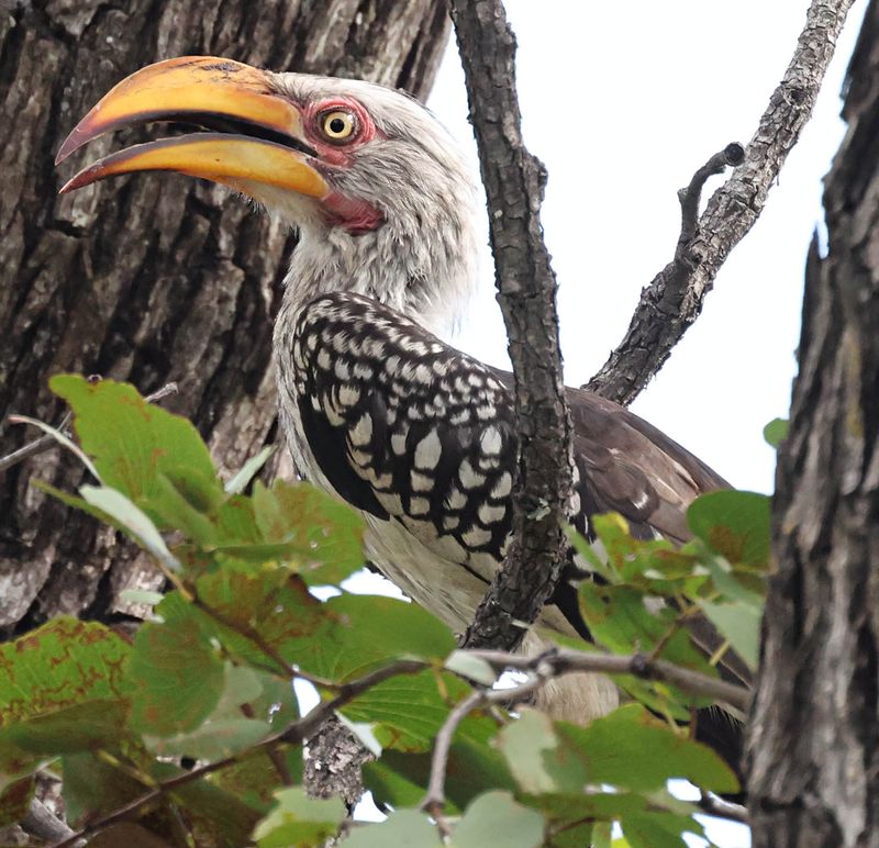  Yellow-Billed Hornbill