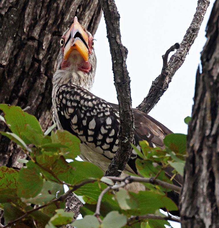  Southern Yellow-billed Hornbill