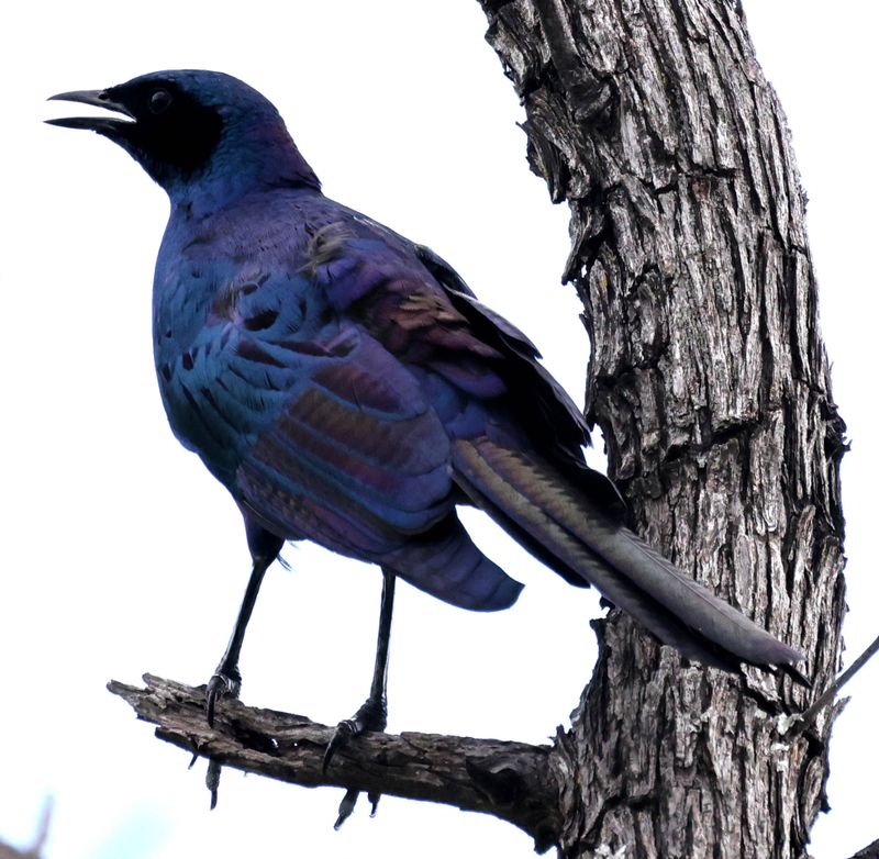   Burchell's Starling