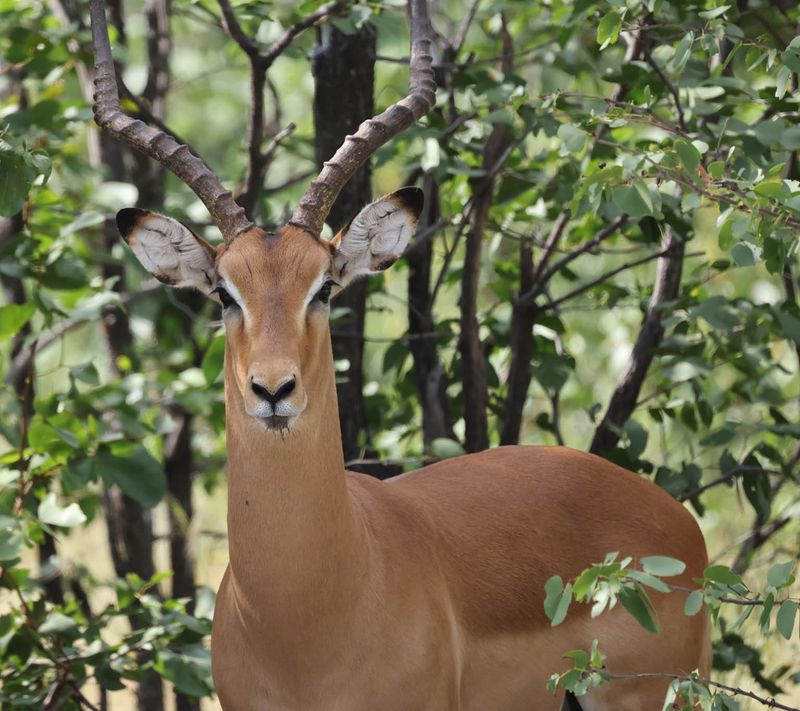  Common Impala