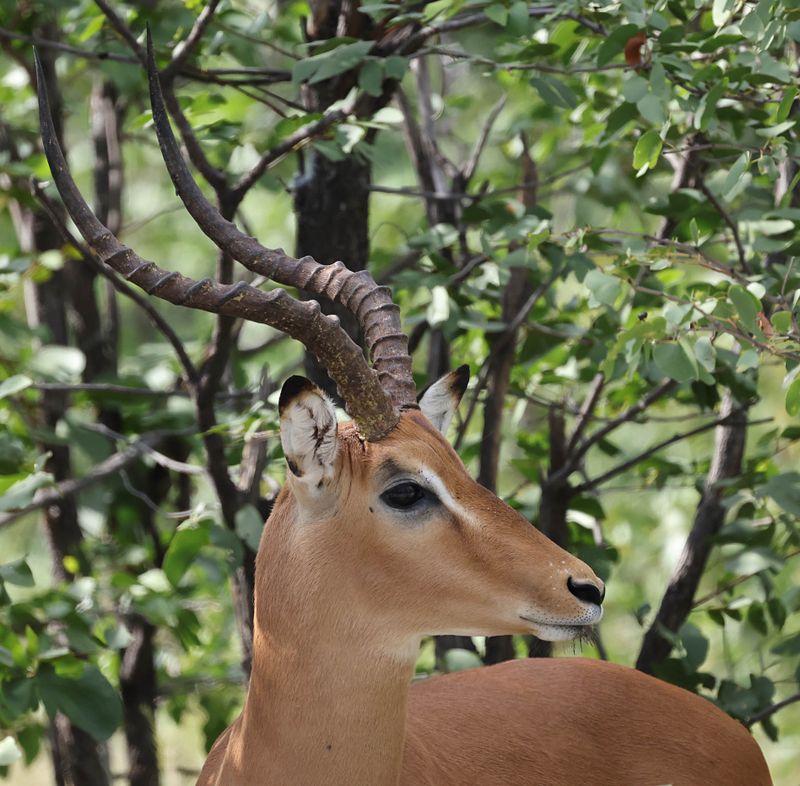 Common Impala