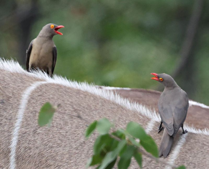  Red-Billed Oxpeckers on a Greater Kudu