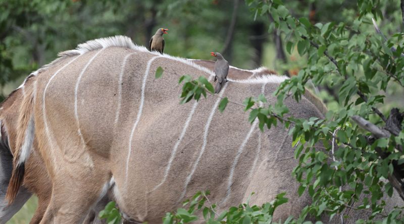  Red-billed Oxpecker on Southern Greater Kudu