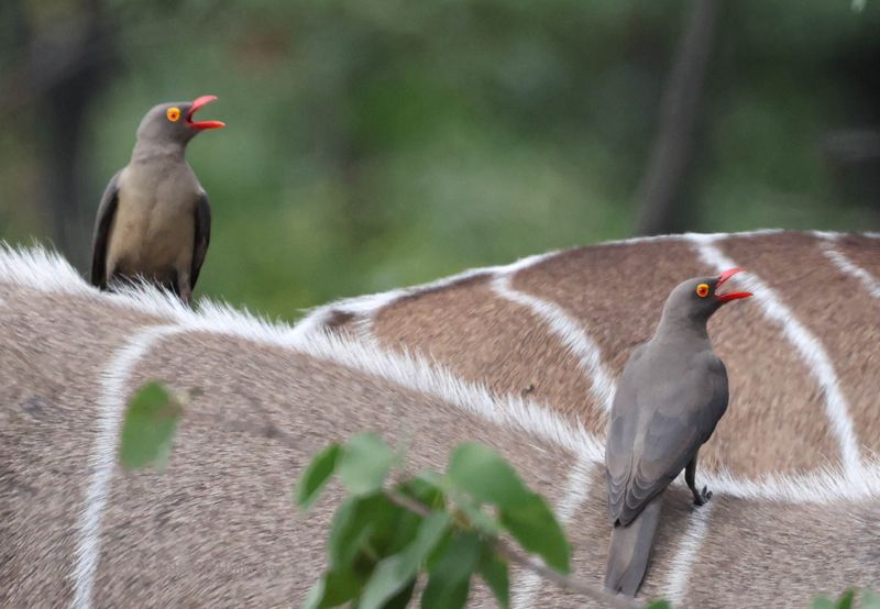  Red-billed Oxpecker on Southern Greater Kudu
