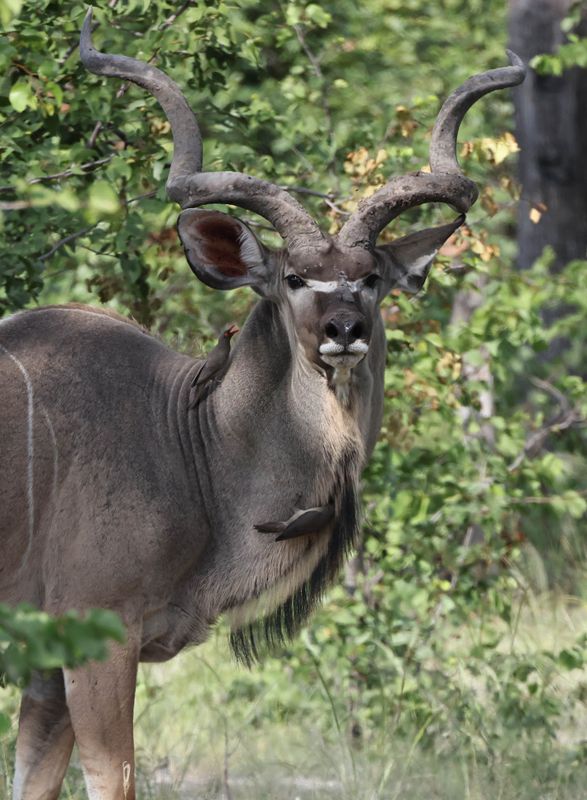  Greater Kudu