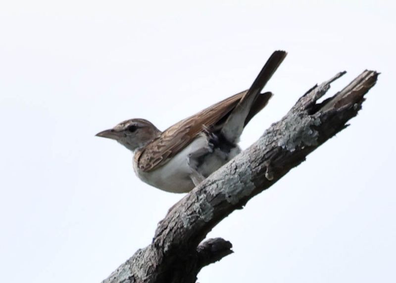 Sabota Lark
