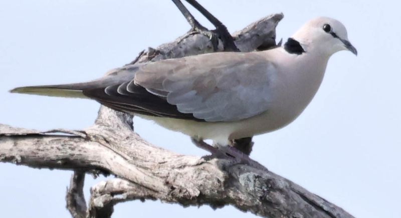 Ring-necked Dove