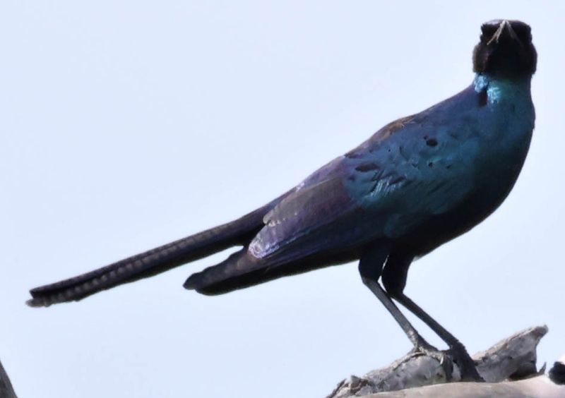  Burchell's Starling