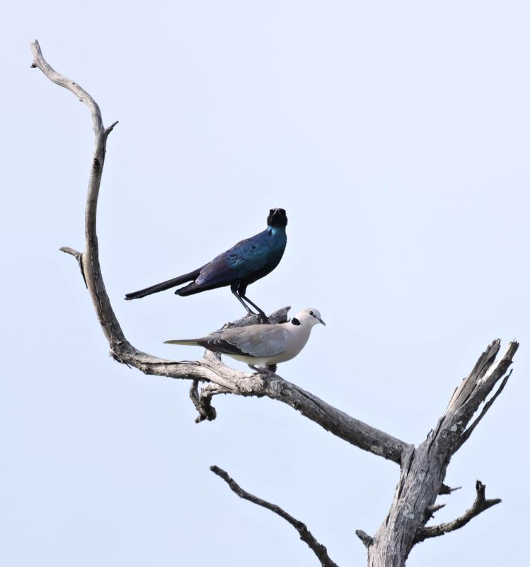 Burchell's Starling