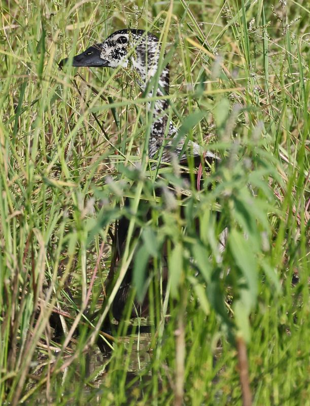 Knob-billed Duck