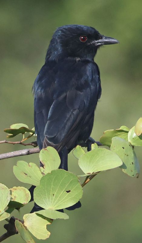 Fork-tailed Drongo