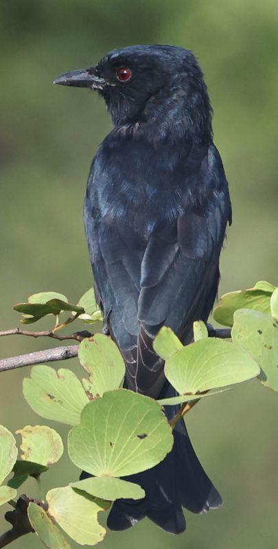 Fork-tailed Drongo