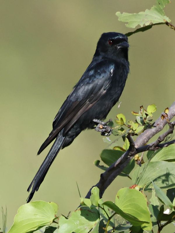 Fork-tailed Drongo