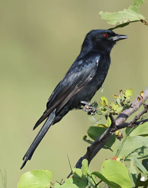 Fork-tailed Drongo