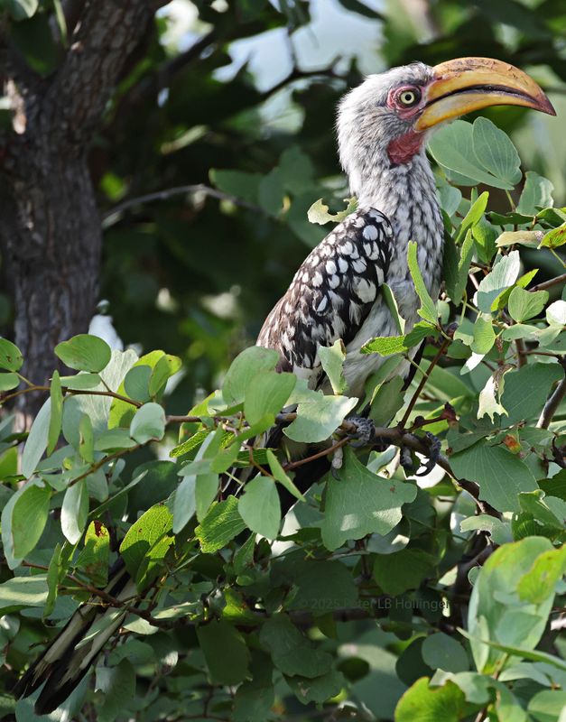  Southern Yellow-billed Hornbill
