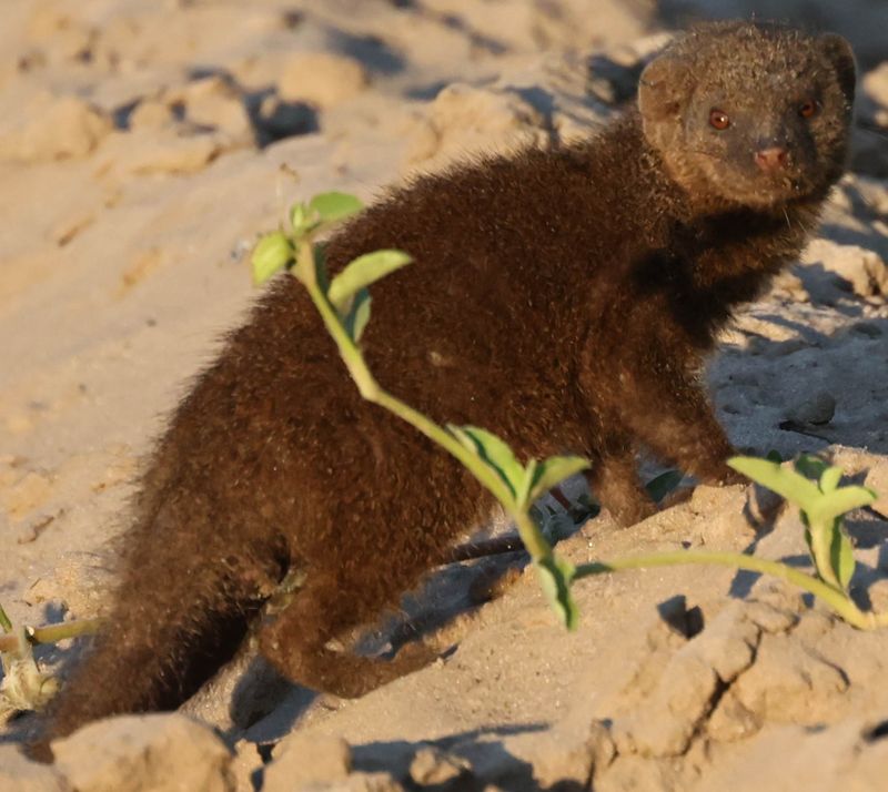  Dwarf Mongoose