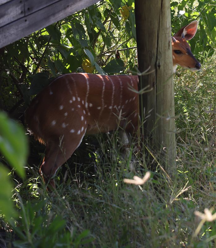  Chobe Bushbuck