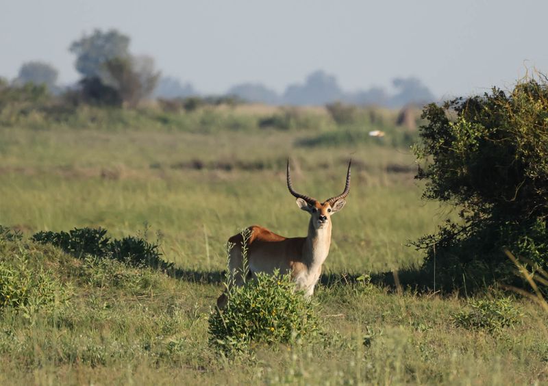  Lechwe