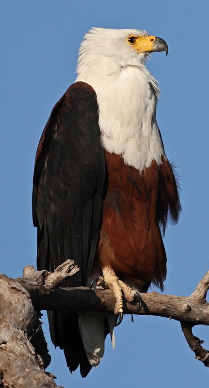  Fish Eagle