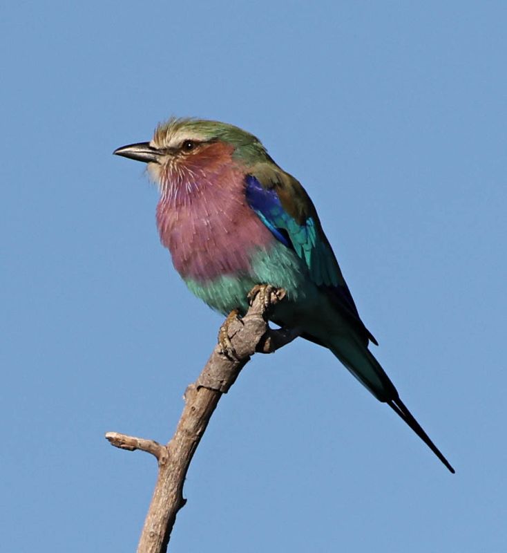  Lilac-Breasted Roller
