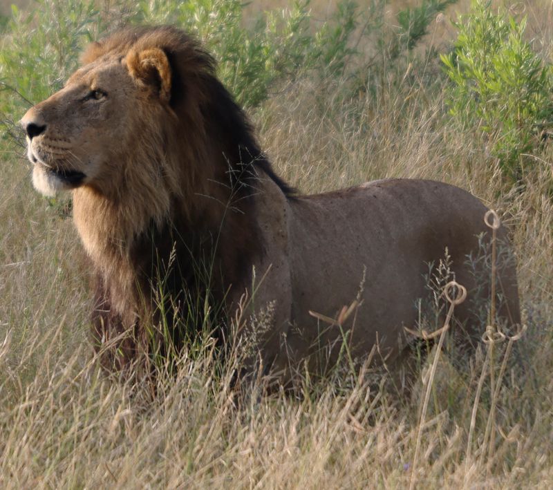  Lion