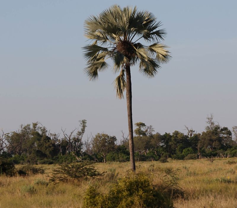  Makalani Palm