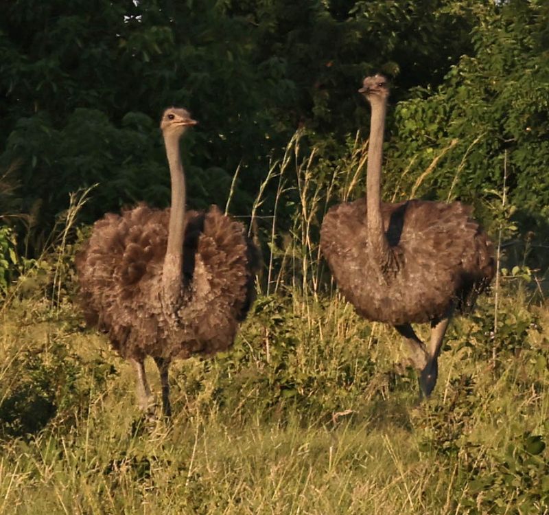  Ostriches