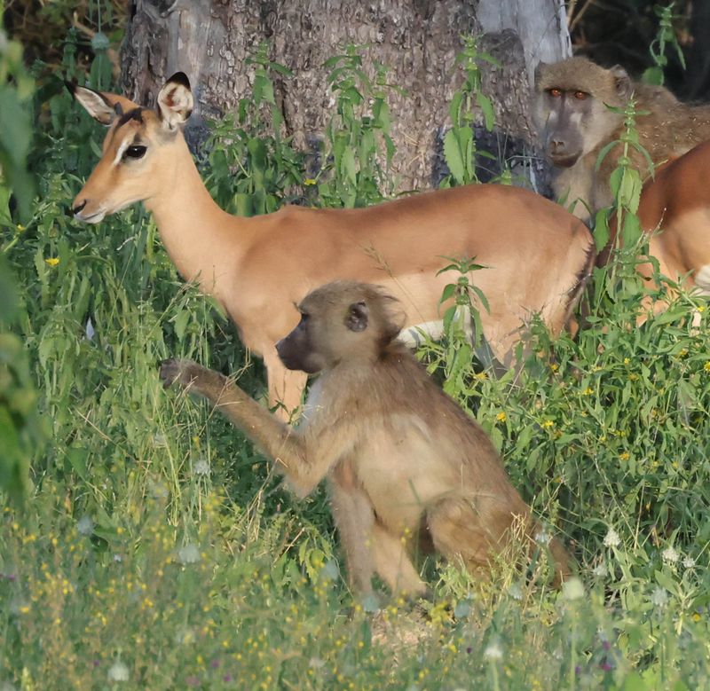  Baboon and Impala